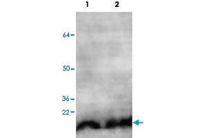 Western blot analysis of HeLa (Lane 1) and HEK293 (Lane 2) cell lysate with NUDT1 polyclonal antibody  at 1 : 500 dilution. (NUDT1 anticorps  (C-Term))