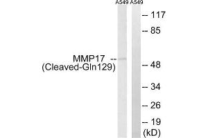 Western blot analysis of extracts from A549 cells, treated with etoposide (25uM, 1hour), using MMP17 (Cleaved-Gln129) antibody.