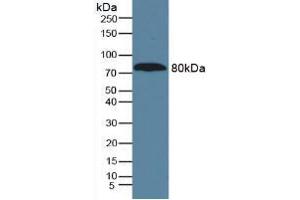 Figure. (A1BG anticorps  (AA 22-206))