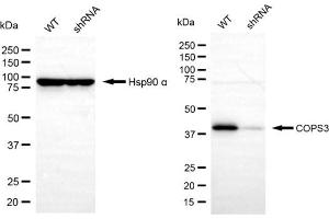 Western blotting analysis using COPS3 antibody (ABIN7798150). (COPS3 anticorps)