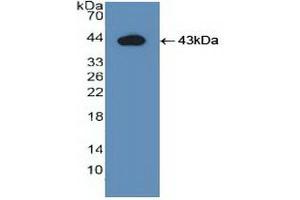 Detection of Recombinant IDO, Human using Polyclonal Antibody to Indoleamine-2,3-Dioxygenase (IDO)