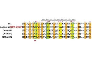 Image no. 2 for Coronavirus Spike Glycoprotein (CoV S) peptide (Cy5) (ABIN6952489)