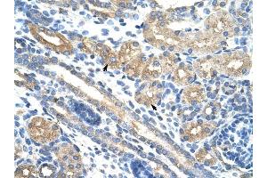 RPUSD2 antibody was used for immunohistochemistry at a concentration of 4-8 ug/ml to stain Epithelial cells of renal tubule (arrows) in Human Kidney. (RPUSD2 anticorps  (N-Term))