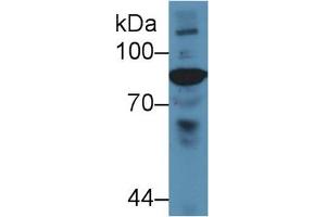 Western Blot; Sample: Gallus Serum; Primary Ab: 5µg/ml Rabbit Anti-Gallus C4 Antibody Second Ab: 0. (Complement C4 anticorps  (AA 1428-1660))