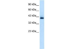 WB Suggested Anti-HEXIM1 Antibody Titration:  0. (HEXIM1 anticorps  (C-Term))