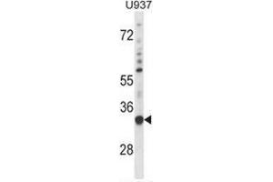 Western blot analysis in U937 cell line lysates (35ug/lane) using  Sorting nexin-15 (SNX15) Antibody . (SNX15 anticorps  (C-Term))