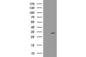 Image no. 1 for anti-N-Acetylneuraminic Acid Phosphatase (NANP) antibody (ABIN1499641) (NANP anticorps)