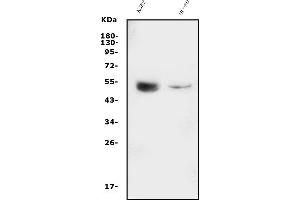 Western blot analysis of GATA2 using anti-GATA2 antibody (ABIN7600745).