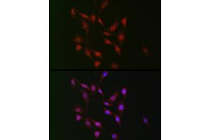 Immunofluorescence analysis of NIH/3T3 cells using WBP11 Rabbit pAb (ABIN7271390) at dilution of 1:100 (40x lens).