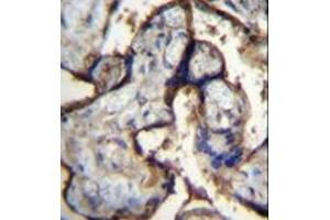 Immunohistochemistry analysis in formalin fixed and paraffin embedded human placenta tissue reacted with CD49e / ITGA5 Antibody (Center) followed by peroxidase conjugation of the secondary antibody and DAB staining.