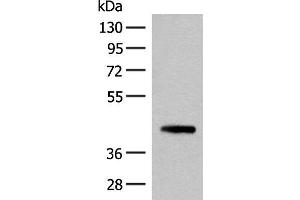 Western blot analysis of 293T cell lysate using SMS Polyclonal Antibody at dilution of 1:500 (SMS anticorps)
