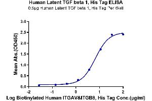 Latent TGF-beta 1 (AA 30-390) protein (His tag)