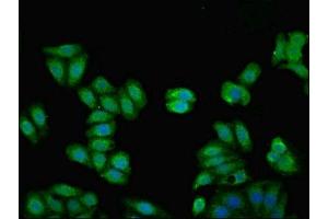 Immunofluorescent analysis of HepG2 cells using ABIN7157681 at dilution of 1:100 and Alexa Fluor 488-congugated AffiniPure Goat Anti-Rabbit IgG(H+L)