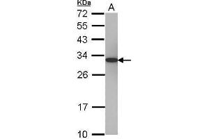 WB Image Sample (30 ug of whole cell lysate) A: 293T 12% SDS PAGE antibody diluted at 1:5000 (PSME1 anticorps)