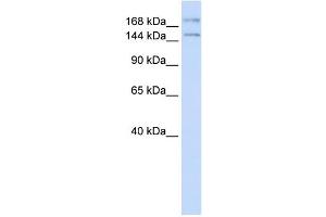 Western Blotting (WB) image for anti-Intraflagellar Transport 140 Homolog (IFT140) antibody (ABIN2458255) (IFT140 anticorps)