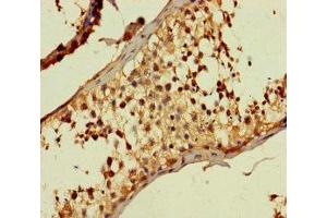 Immunohistochemistry of paraffin-embedded human testis tissue using ABIN7150088 at dilution of 1:100 (DIRC1 anticorps  (AA 1-104))