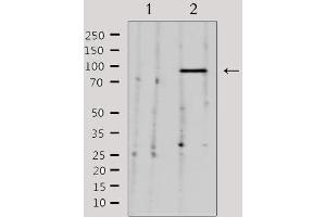 Western blot analysis of extracts from 293, using NEDD9 Antibody. (NEDD9 anticorps  (Internal Region))