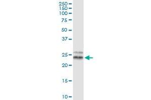 Immunoprecipitation of TFAM transfected lysate using anti-TFAM MaxPab rabbit polyclonal antibody and Protein A Magnetic Bead , and immunoblotted with TFAM purified MaxPab mouse polyclonal antibody (B01P) .
