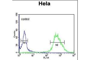 C Antibody (C-term) (ABIN650955 and ABIN2840009) flow cytometric analysis of Hela cells (right histogram) compared to a negative control cell (left histogram). (C16ORF54 anticorps  (C-Term))