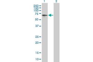 P4HTM antibody  (AA 1-563)