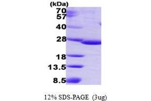 SDS-PAGE (SDS) image for IdnK Gluconokinase Homolog (IDNK) (AA 1-187) protein (His tag) (ABIN668011)
