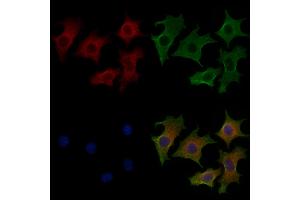 ABIN7094323 and ABIN7098370 staining HepG2 cells by IF/ICC.