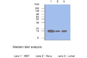 Cell lysates of 293T, HeLa and Jurkat (each 50 µg) were resolved by SDS-PAGE, transferred to PVDF membrane and probed with anti-human Pin1 (1:500).