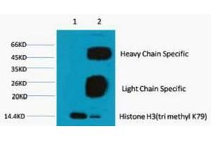 Immunoprecipitation (IP) analysis: 1) Input: Hela Cell Lysate 2) IP product: IP dilute 1:200