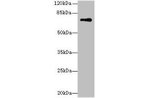 Western blot All lanes: GLS antibody at 5 μg/mL + Mouse brain tissue Secondary Goat polyclonal to rabbit IgG at 1/10000 dilution Predicted band size: 74, 18, 66 kDa Observed band size: 74 kDa