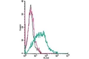 Cell surface detection of α2A-Adrenergic Receptor by indirect flow cytometry in live intact human MEG-01 megakaryocytic leukemia cells: (black line) Cells.