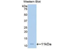 Western Blotting (WB) image for anti-Heterogeneous Nuclear Ribonucleoprotein A2/B1 (HNRNPA2B1) (AA 21-103) antibody (ABIN1172771) (HNRNPA2B1 anticorps  (AA 21-103))