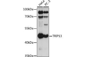 Western blot analysis of extracts of various cell lines, using TRIP13 antibody (ABIN7270823) at 1:1000 dilution. (TRIP13 anticorps  (AA 1-120))