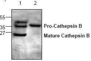 Image no. 1 for anti-Cathepsin B (CTSB) antibody (ABIN127046) (Cathepsin B anticorps)