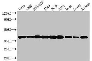 Western Blot Positive WB detected in: Hela whole cell lysate, K562 whole cell lysate, NIH/3T3 whole cell lysate, A549 whole cell lysate, PC-3 whole cell lysate, U251 whole cell lysate, Mouse lung tissue, Mouse liver tissue, Mouse kidney tissue All lanes: ANXA2 antibody at 3 μg/mL Secondary Goat polyclonal to rabbit IgG at 1/50000 dilution Predicted band size: 39, 41 kDa Observed band size: 39 kDa (Annexin A2 anticorps  (AA 2-339))