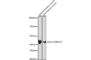 Western blot analysis of extracts of various cell lines, using Fbx32/FBOX32 Rabbit mAb (ABIN7267090) at 1:1000 dilution. (FBXO32 anticorps)