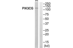Western Blotting (WB) image for anti-Phosphoinositide-3-Kinase, Catalytic, gamma Polypeptide (PIK3CG) (Internal Region) antibody (ABIN1852677) (PIK3 gamma anticorps  (Internal Region))