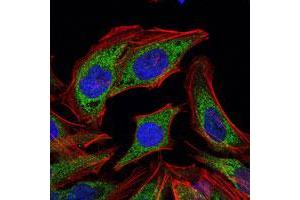 Immunofluorescence analysis of HeLa cells using PDK1 monoclonal antobody, clone 4A11  (green).