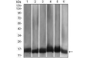 Western blot analysis using CCL2 mouse mAb against A549 (1), HeLa (2), Raw264. (CCL2 anticorps)