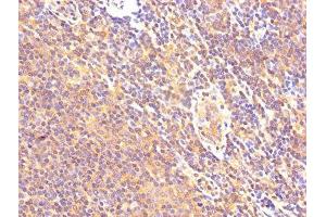 IHC image of ABIN7146551 diluted at 1:500 and staining in paraffin-embedded human lymph node tissue performed on a Leica BondTM system. (Calpastatin anticorps  (AA 1-667))