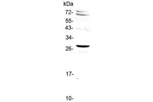 Western blot testing of human HeLa cell lysate with SIX6 antibody at 0. (SIX Homeobox 6 anticorps)