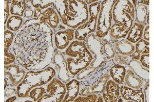 ABIN6278524 at 1/100 staining Mouse kidney tissue by IHC-P. (SEMA3A anticorps  (C-Term))