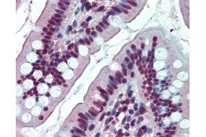 Anti-EWSR1 antibody IHC of human small intestine. (EWSR1 anticorps  (AA 201-215))