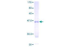Image no. 1 for Cardiotrophin-Like Cytokine Factor 1 (CLCF1) (AA 29-225) protein (GST tag) (ABIN1349561)