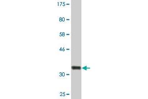 Western Blot detection against Immunogen (36. (Peroxiredoxin 4 anticorps  (AA 51-150))