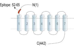 Representative domain view of the target of ABIN7884933.