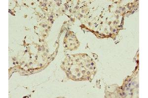 Immunohistochemistry of paraffin-embedded human testis tissue using ABIN7153819 at dilution of 1:100 (GGPS1 anticorps  (AA 1-300))