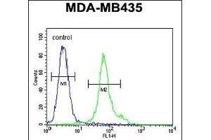 anti-ER Membrane Protein Complex Subunit 3 (EMC3) (AA 42-70), (N-Term) antibody
