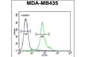 TME Antibody (N-term) (ABIN651968 and ABIN2840477) flow cytometric analysis of MDA-M cells (right histogram) compared to a negative control cell (left histogram). (EMC3 anticorps  (N-Term))