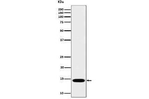 Western blot analysis of IL22 in Recombinant Human IL22 protein cell lysate.