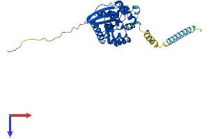 AlphaFold protein structure predicition of Human Recombinant GIMAP1 Protein, UniprotID Q8WWP7